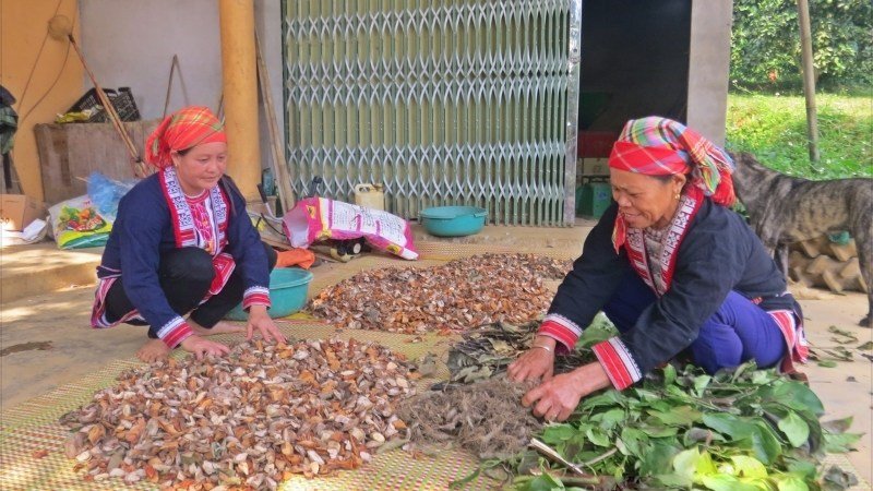 Lá Tắm Dao Đỏ