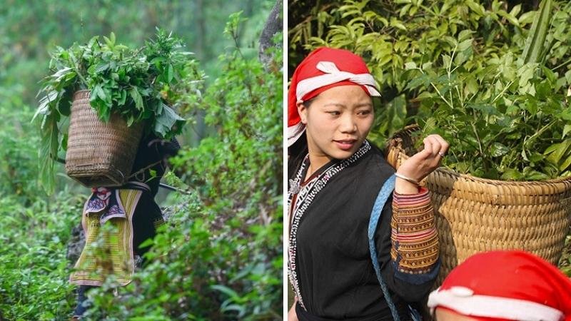 Lá Tắm Dao Đỏ