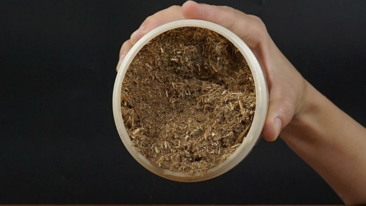 muoi-ngam-chan-thao-duoc-ra-mo-hoi